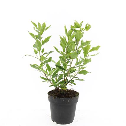 Picture of Clethra alnif. Hummingbird P17 (2 Ltr)