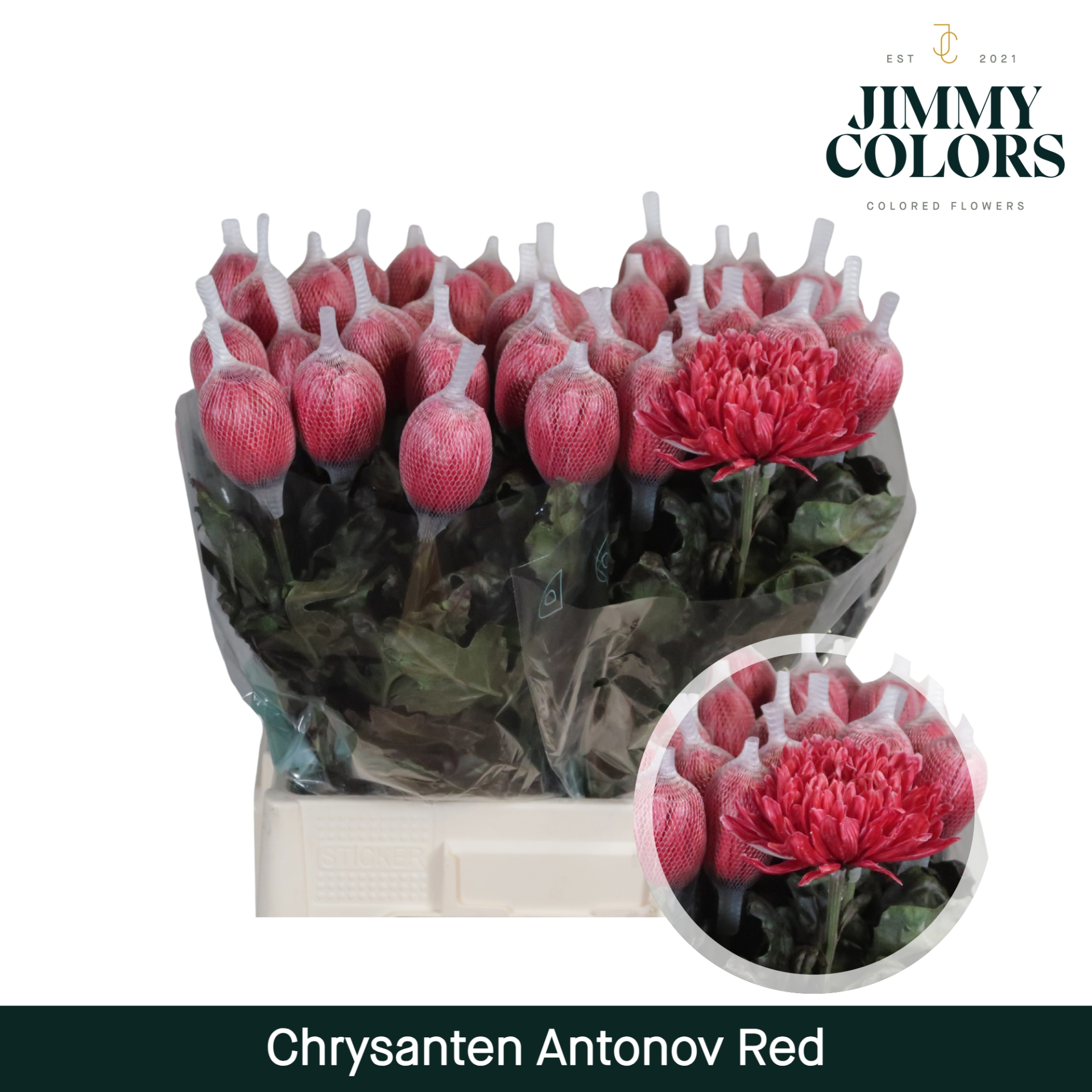 Chr G Antonov Red
