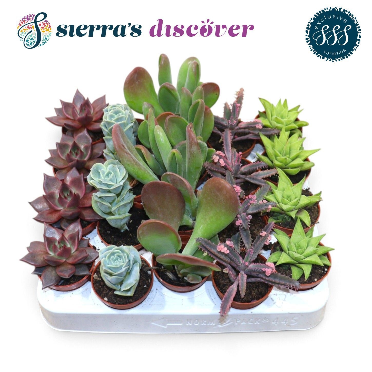 Succ Ov 505P 12H