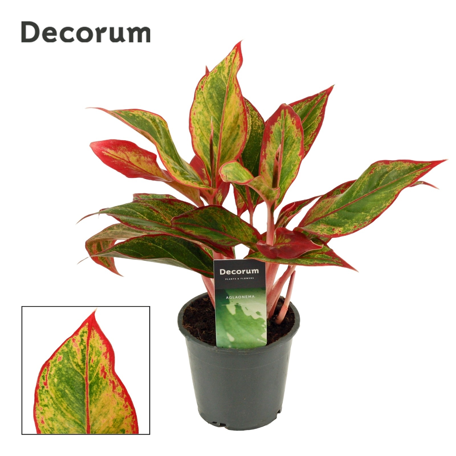 Aglaonema Red Fire (Decorum)