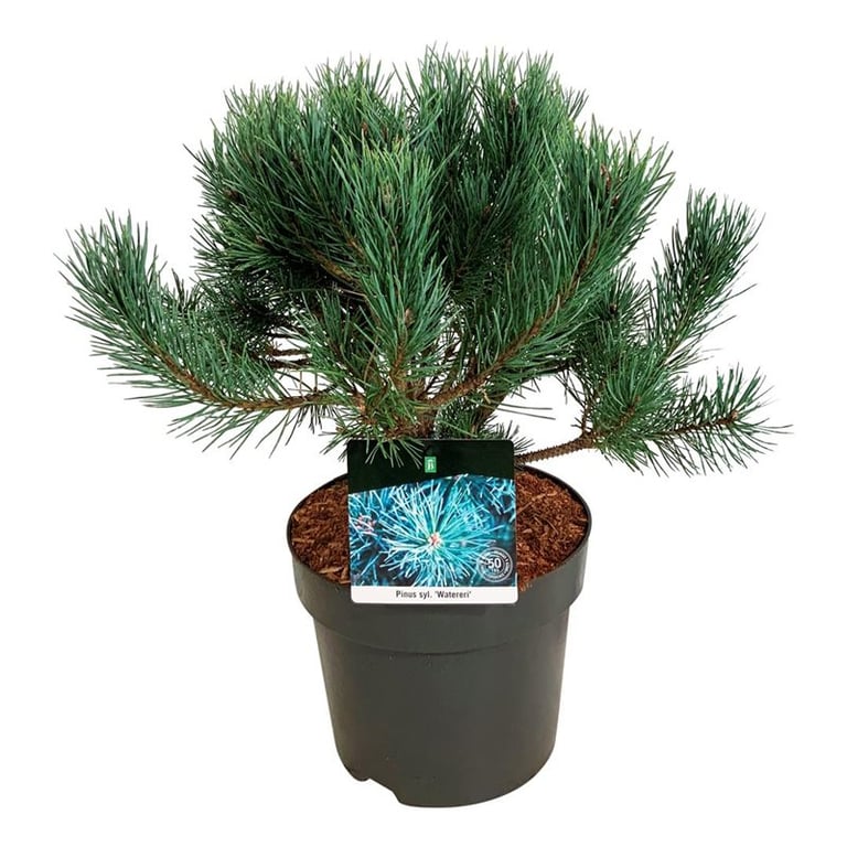 Picture of Pinus sylv. 'Watereri'