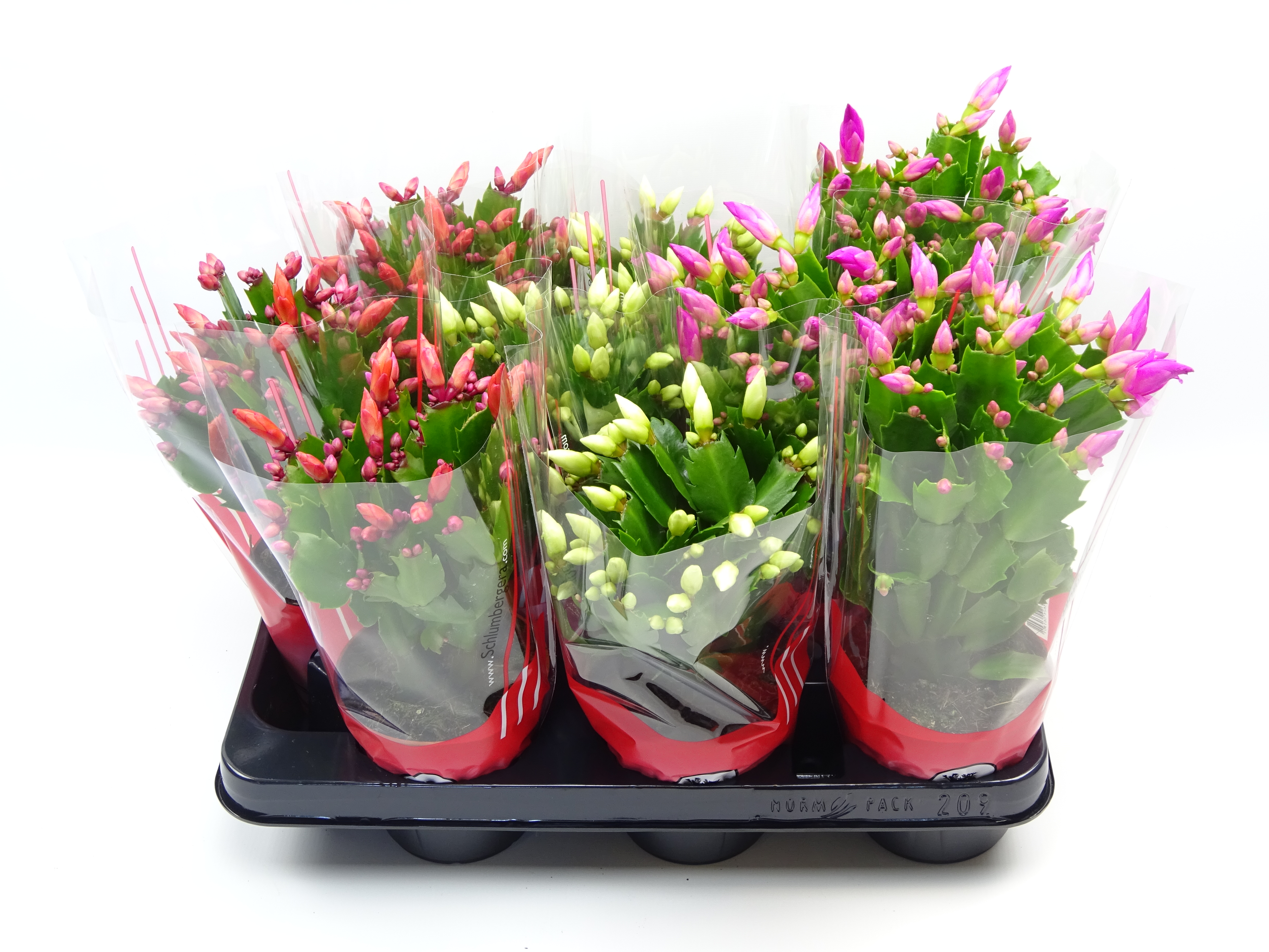 Picture of Schlumbergera truncata in 3 varieties 25+ flowers P10.5 30CM