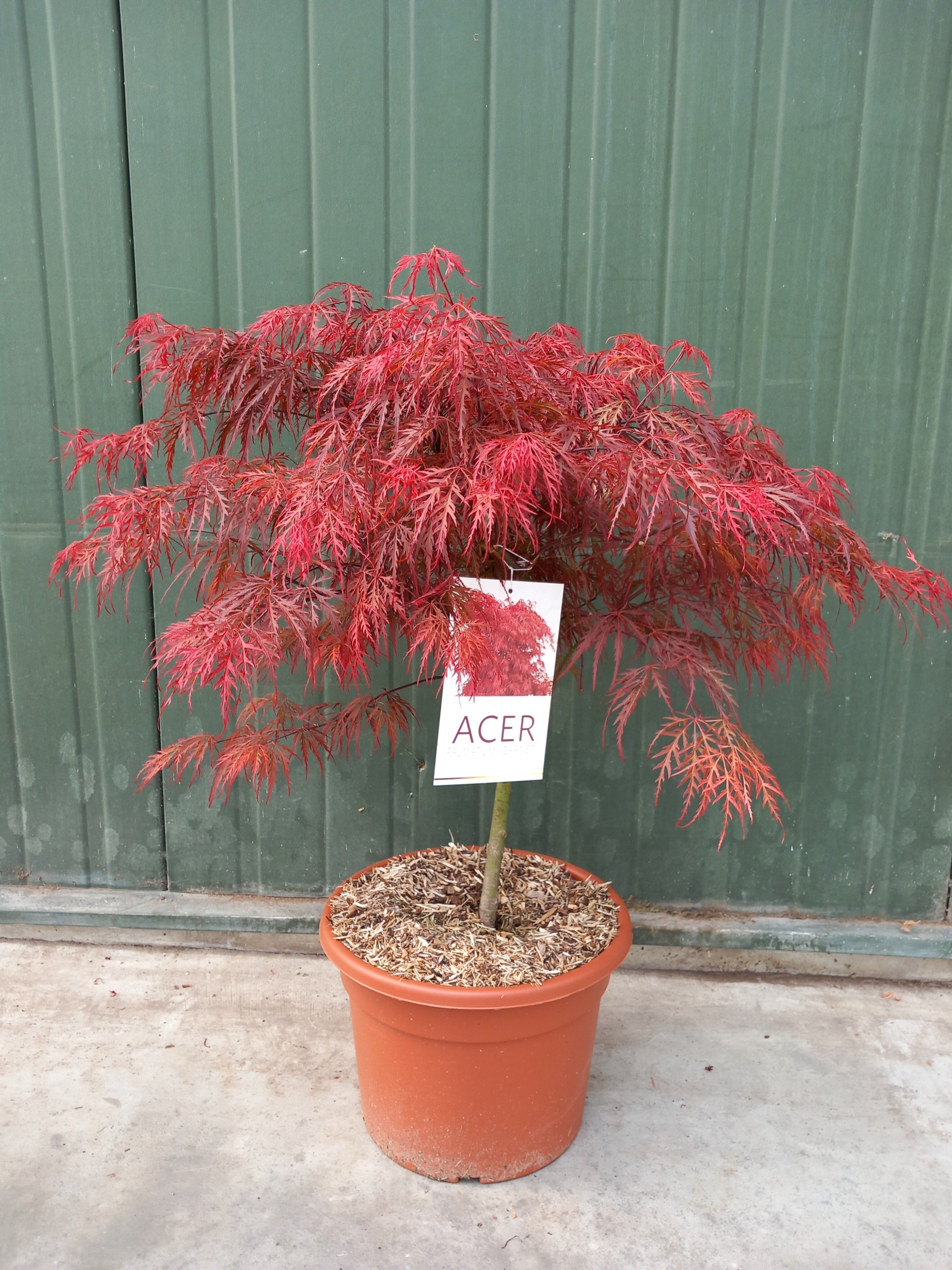Picture of Acer palmatum Garnet