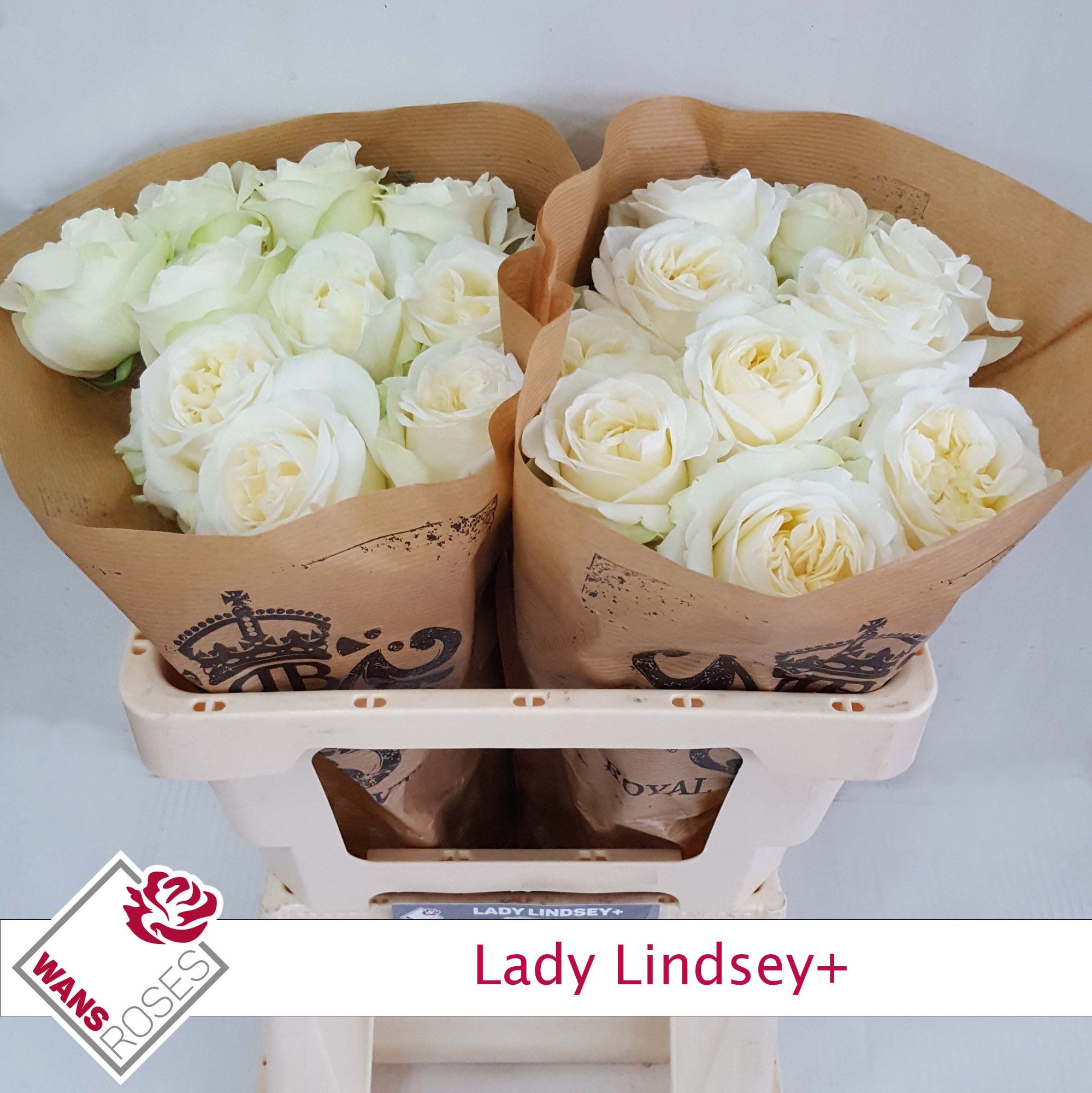 Rosa Garden Lady Lindsey+ 50cm