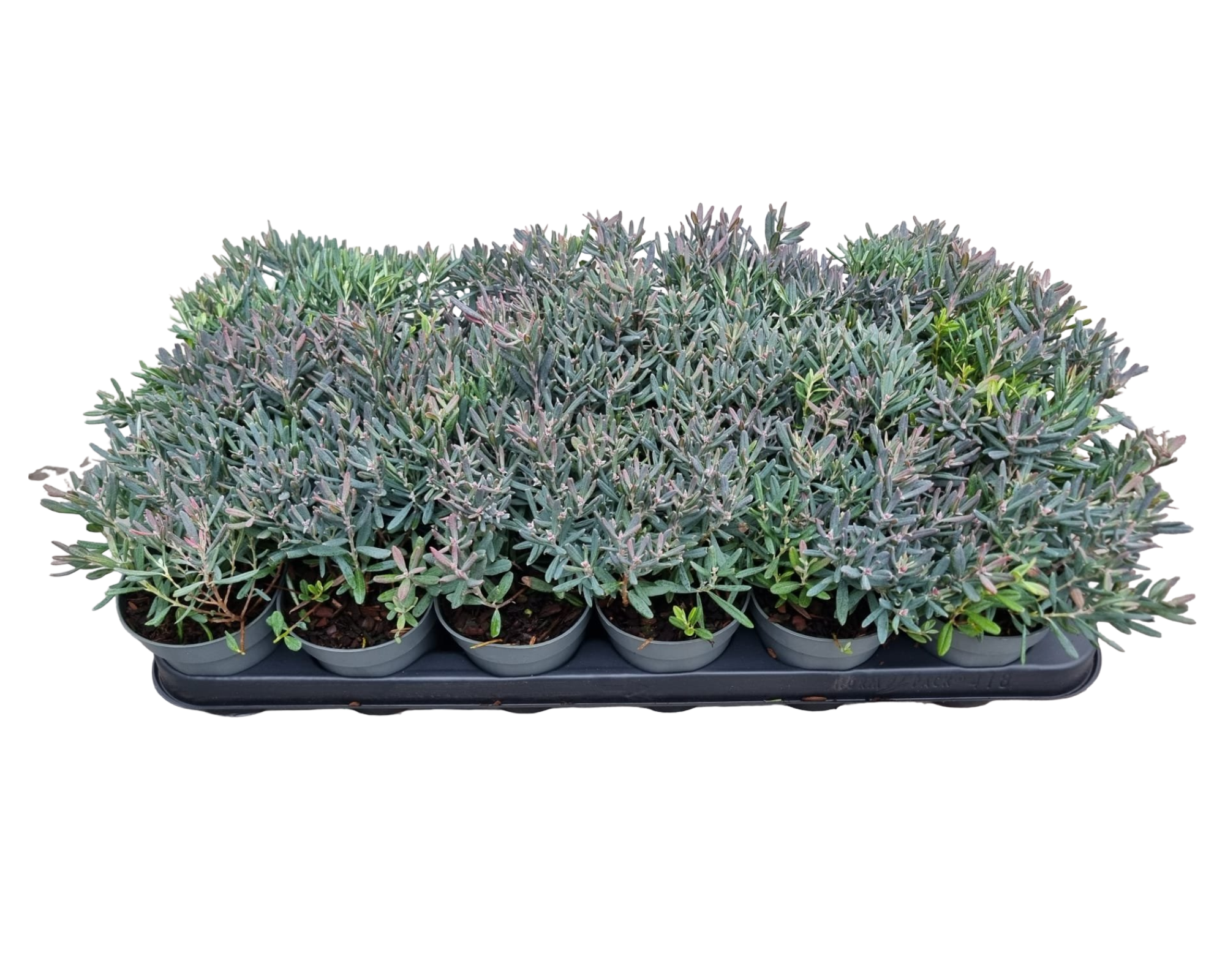 Andromeda polifolia