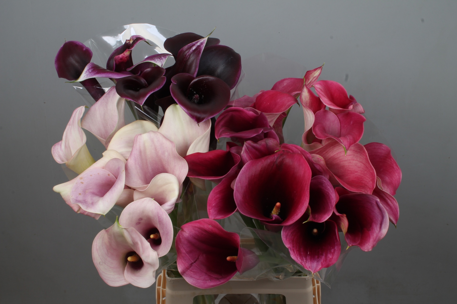 Calla Assorted 70cm