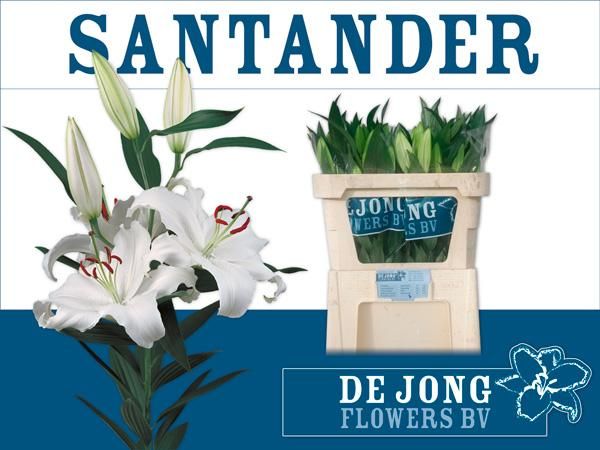 Lilium Or Santander 70cm 3/5bl