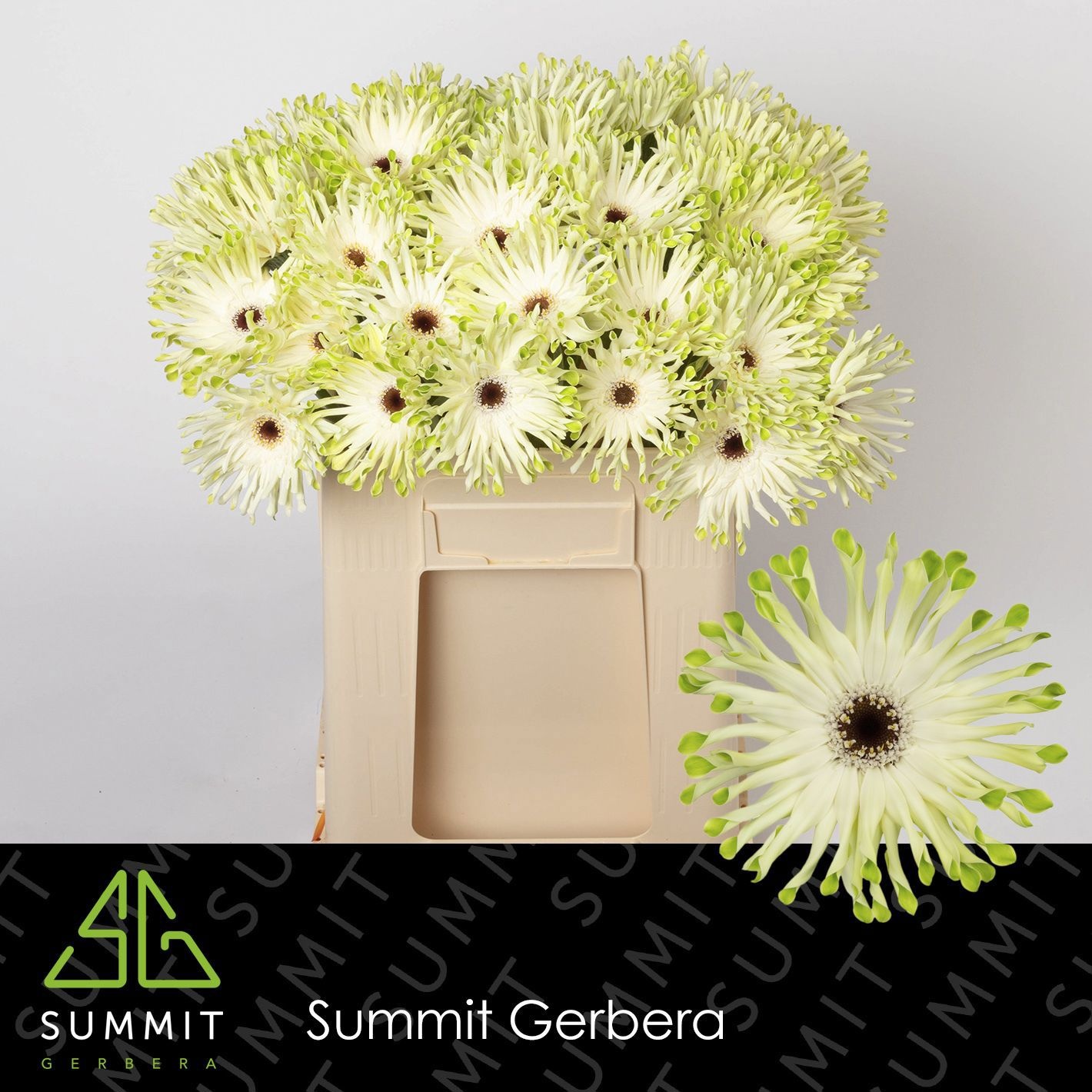 Gerbera Pasta Arona 50cm 10Ø