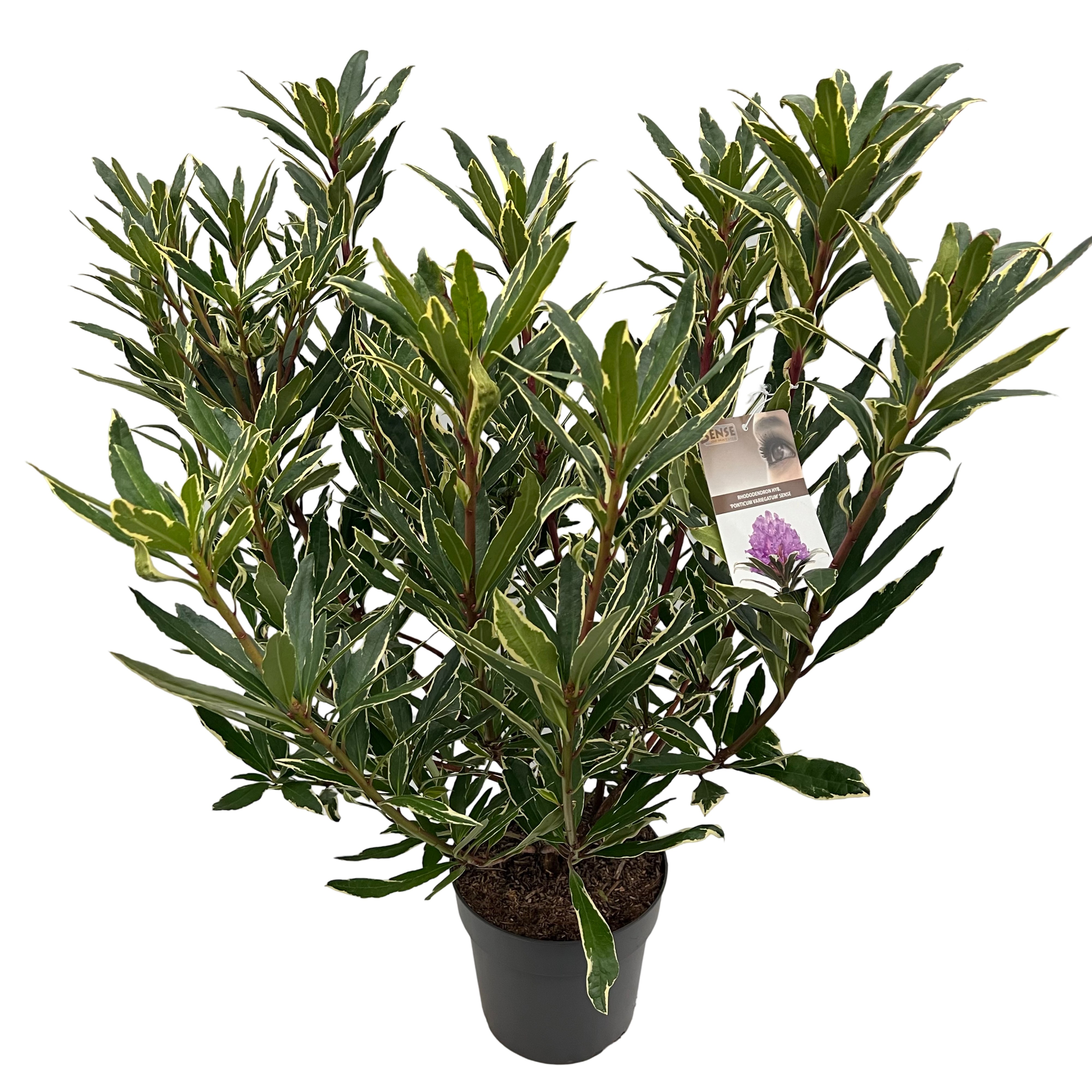 Picture of Rhododendron pon. Variegatum P23 (5 Ltr) (LOOSE)