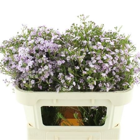 Chamelaucium Dancing Queen 70cm 60gram