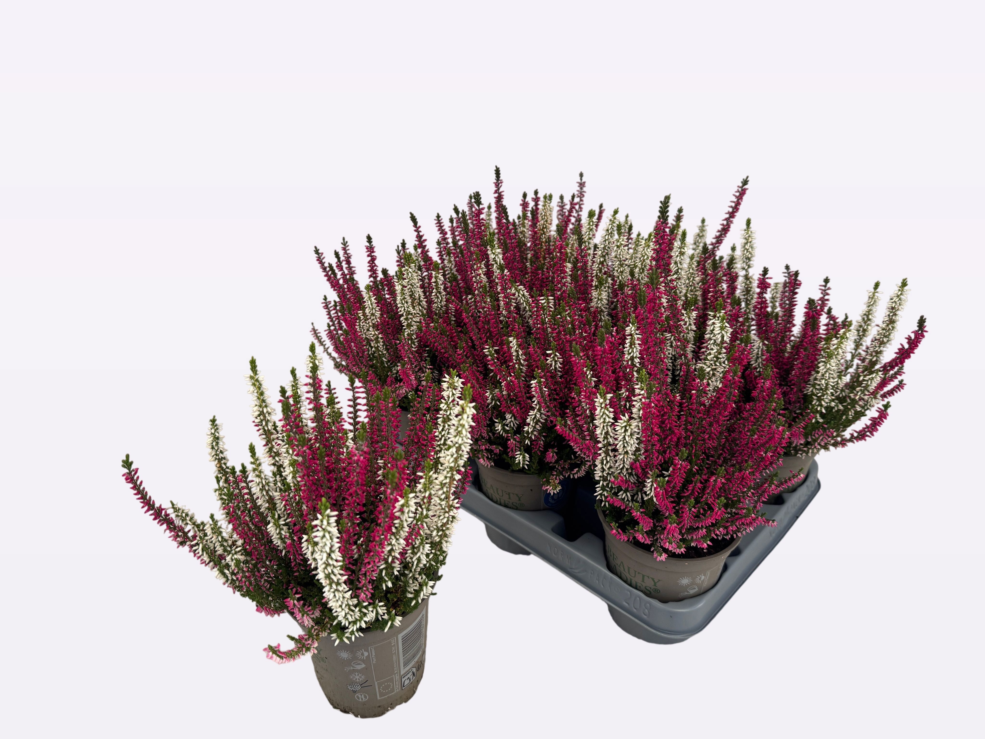 Callu Bl Gem Pot 2KL 12Ø 30cm