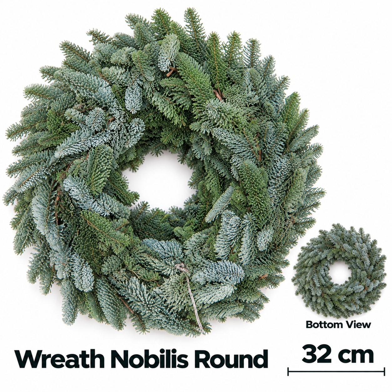 Abies Nobilis Blauw 32L.cm