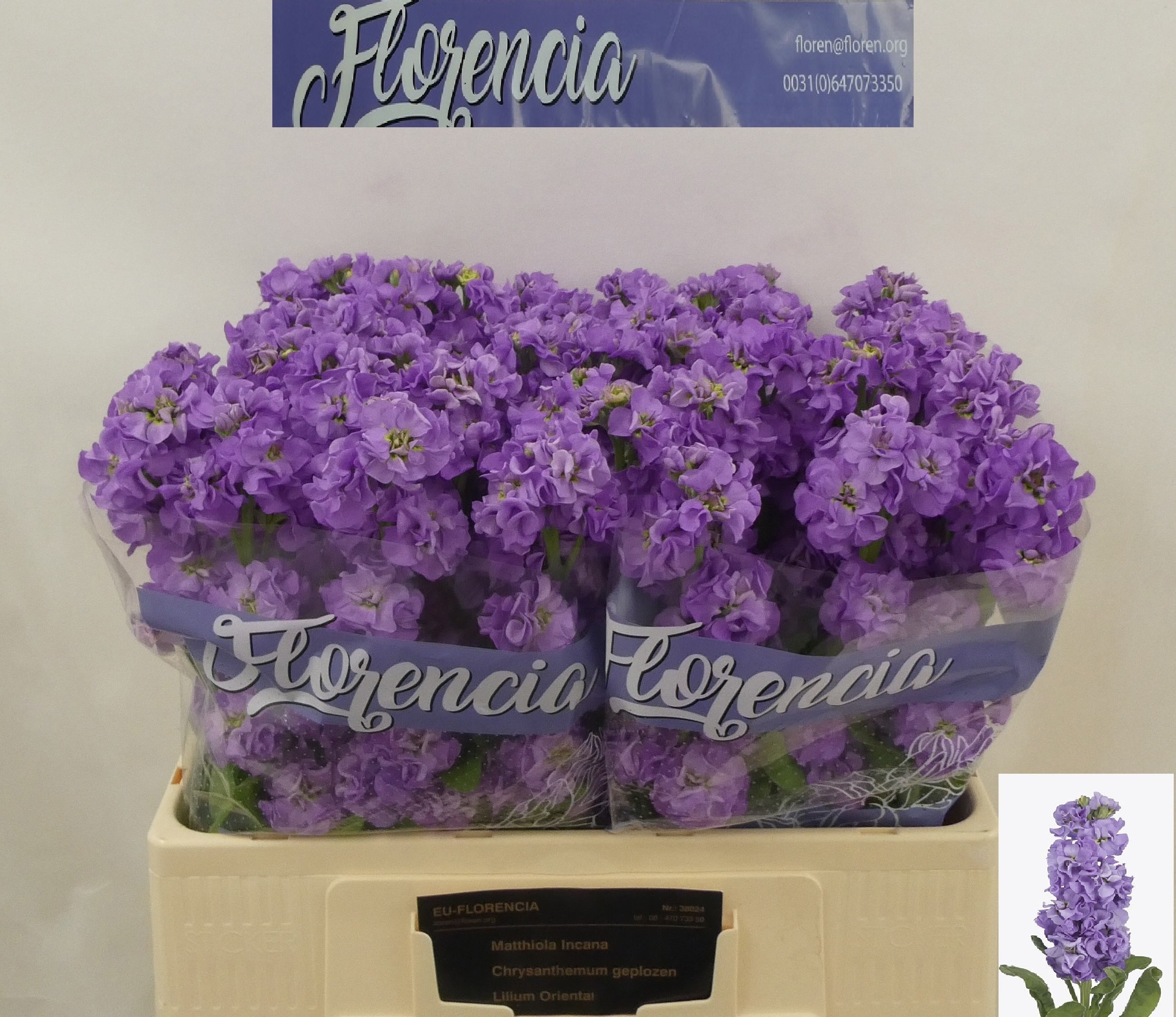 Matth Impala Lavende 60cm