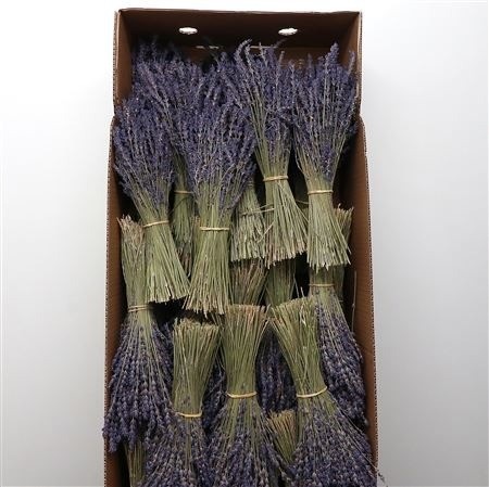 Dried Miscellaneous 45cm 100gram