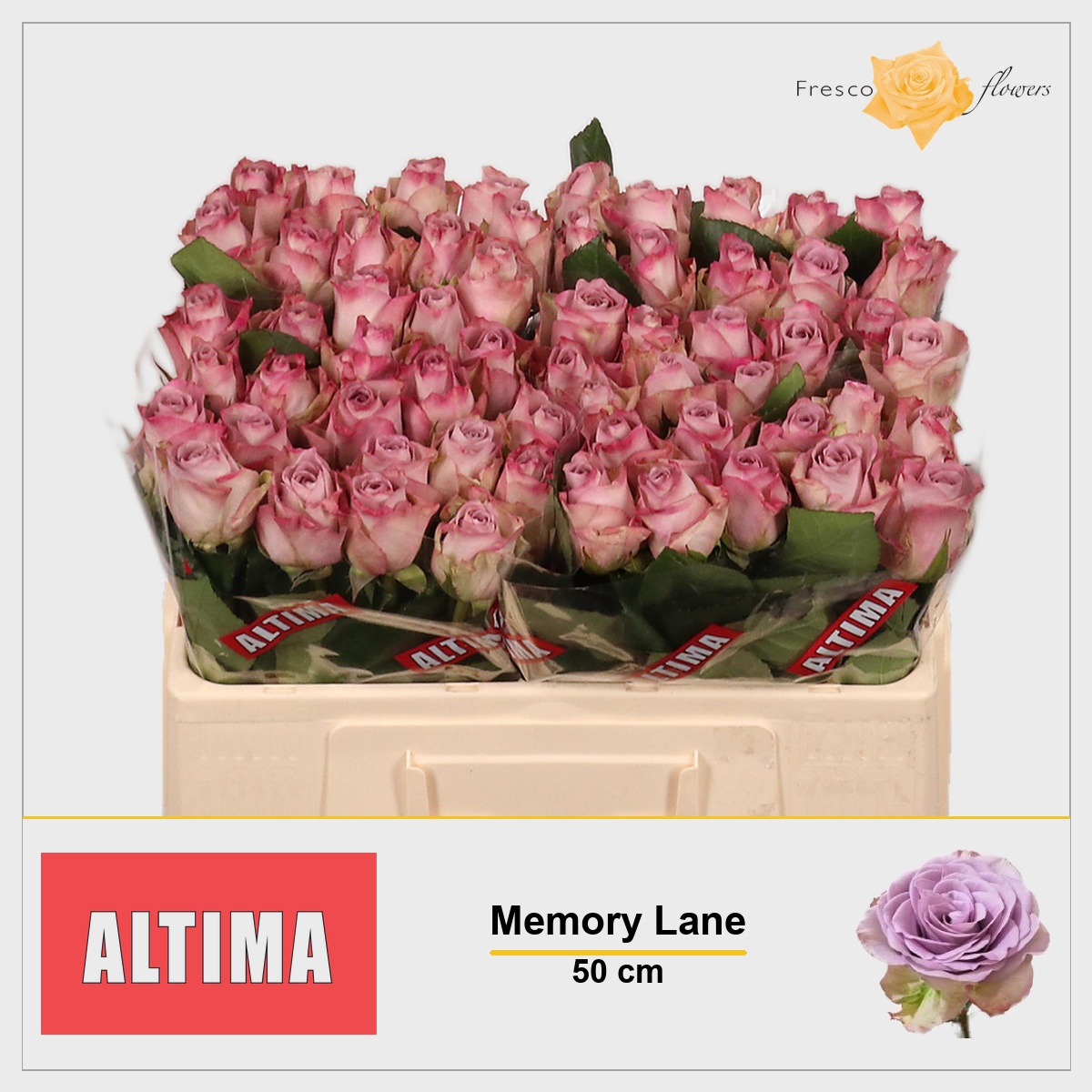 Rosa Memory Lane 50cm