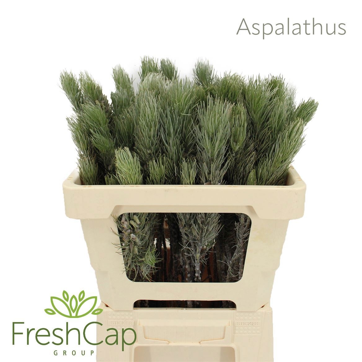 Aspalathus Sp 50cm