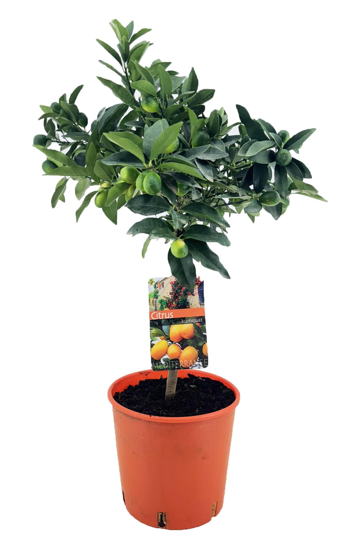 Picture of Citrus kumquat P21 (4 Ltr) STD/20 FRUIT (LOOSE)