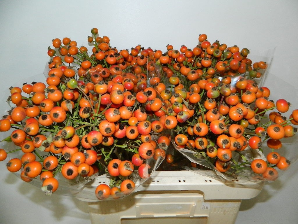Rosa Orange Fruitili 60cm