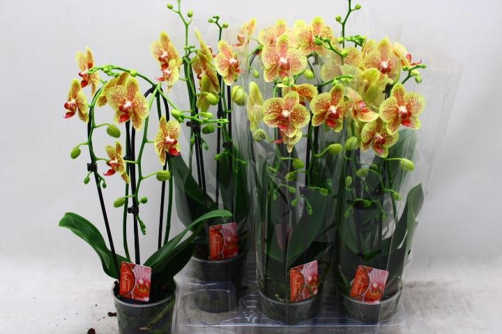 Phal El Cascade 12Ø 45cm