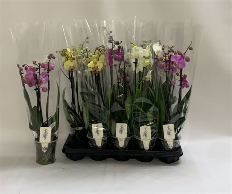 Phalaenopsis Asst 12Ø 60cm