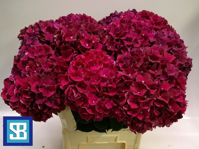 Hydrangea Mag Pink Ruby 80cm 23Ø