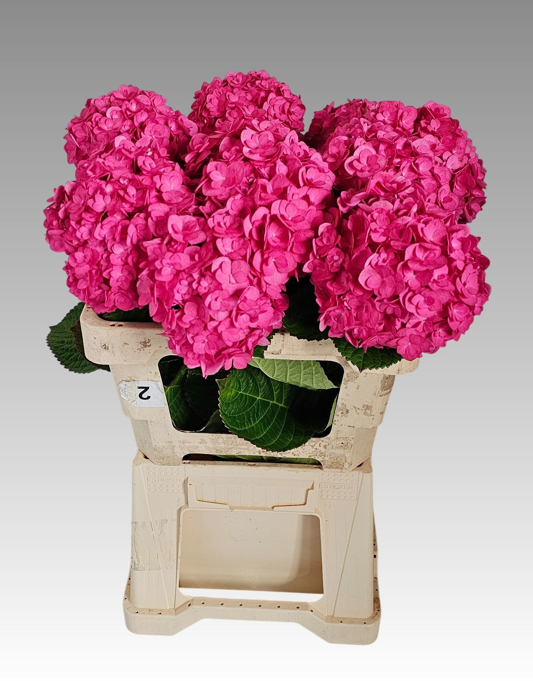 Hydrangea Adora 60cm 17Ø