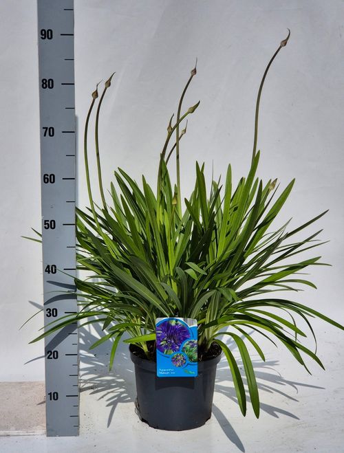 Agapanthus Midnightstar p23 Weet