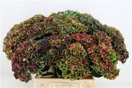 Hydrangea Charlotte 45cm 15Ø