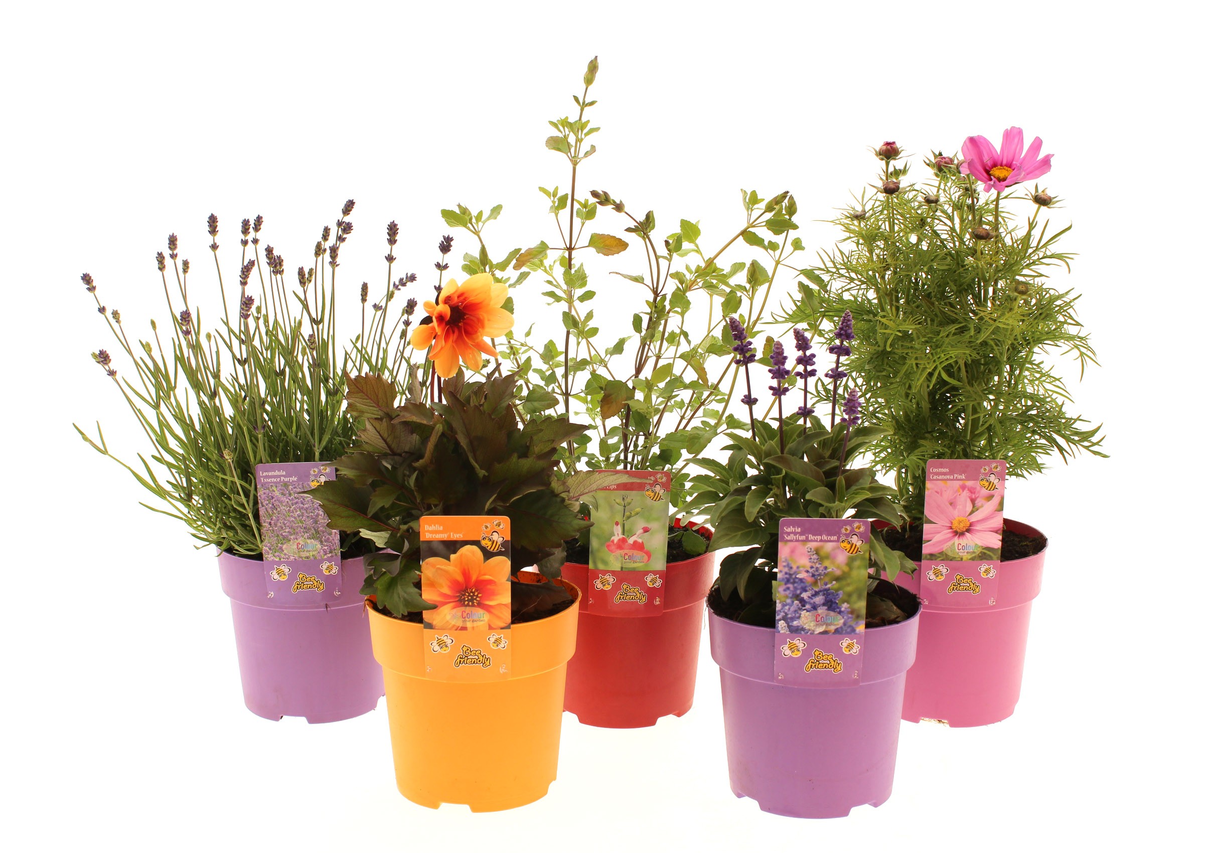 Picture of Vaste planten mixed-shelf