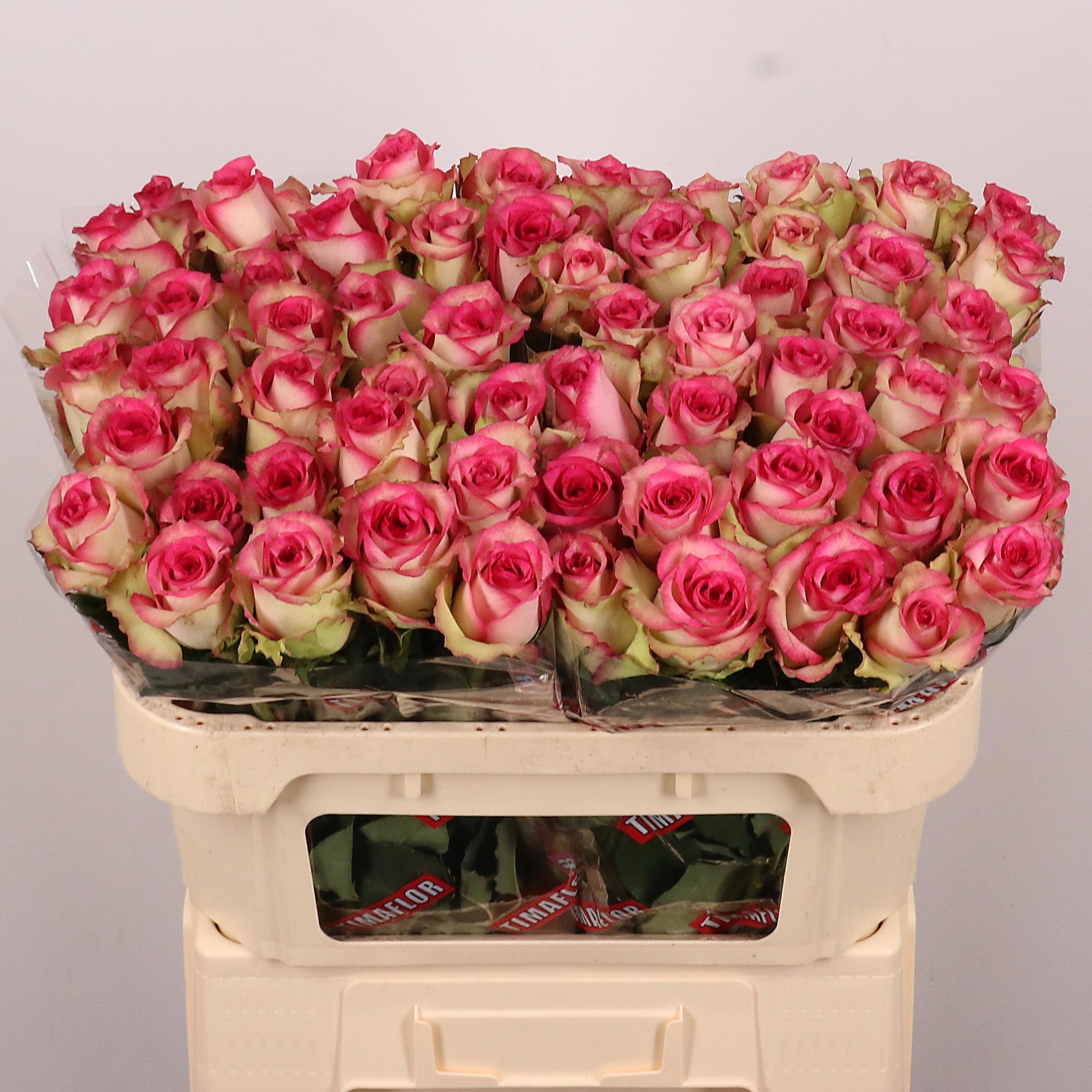Rosa Monique 70cm