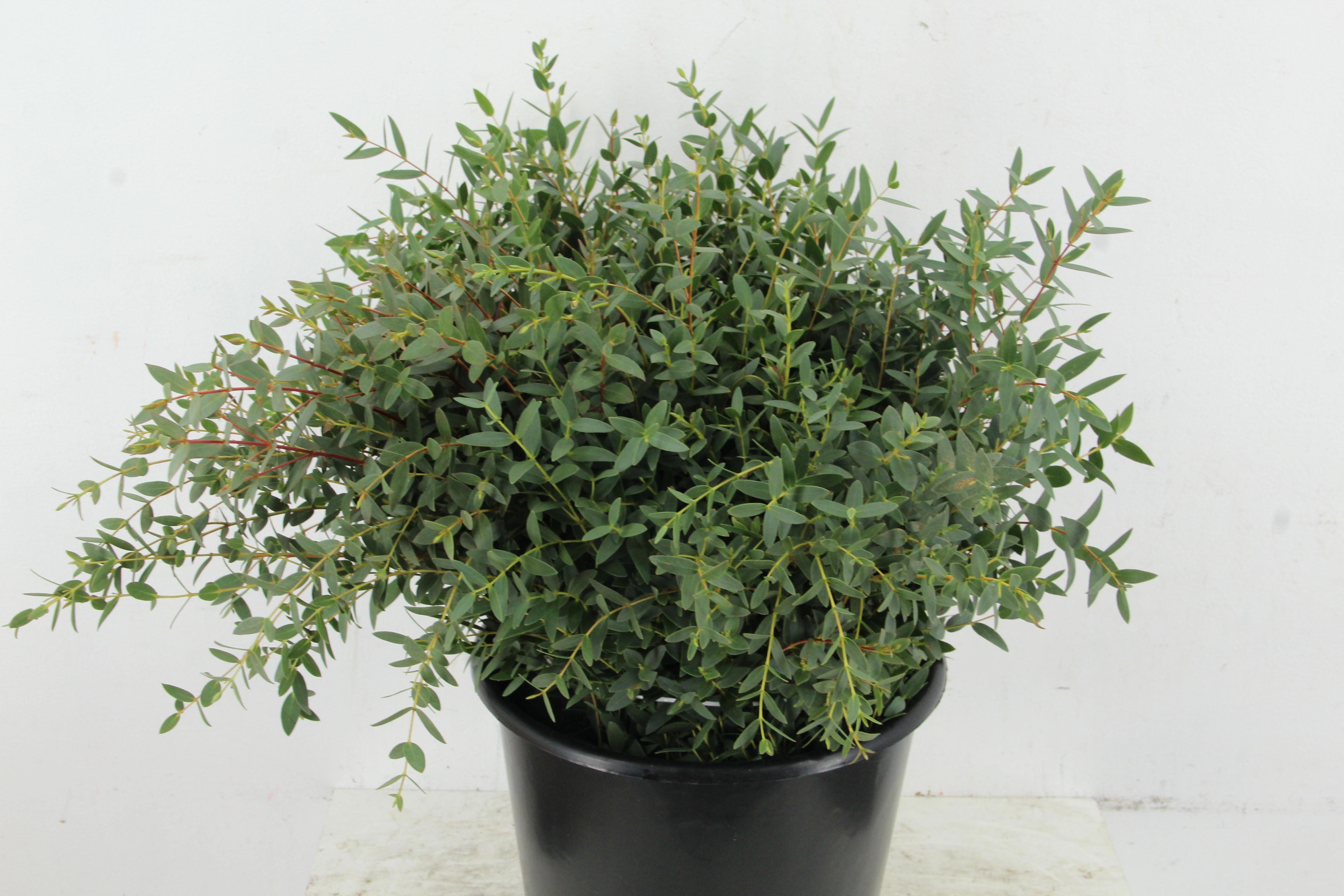 Eucalyptus Parvifoli