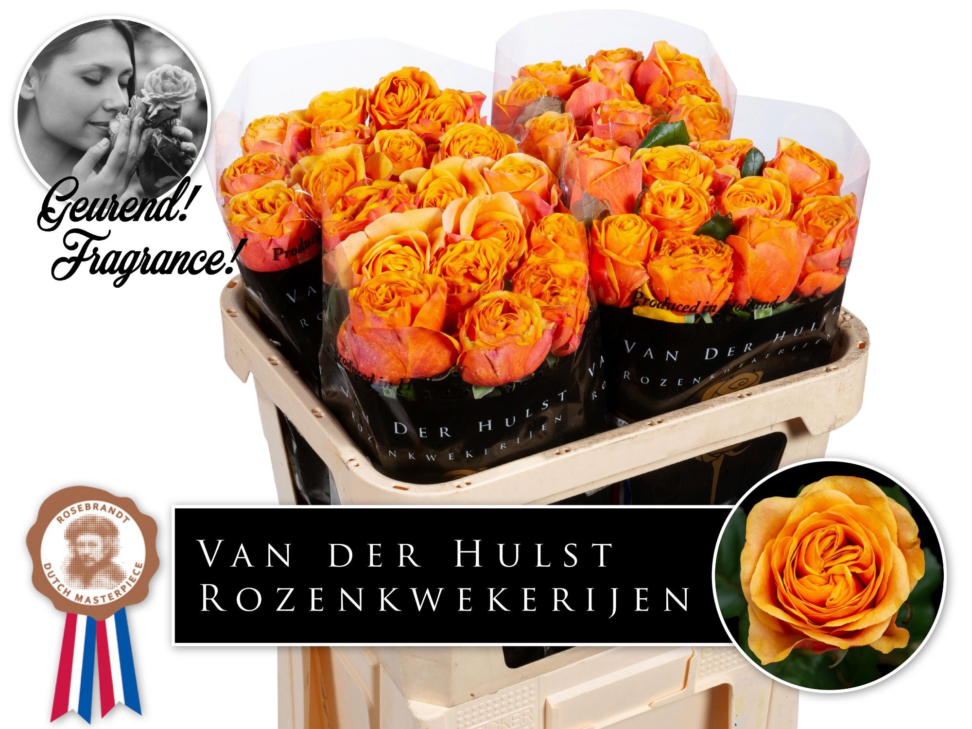 Rosa Heliana Orange+ 70cm