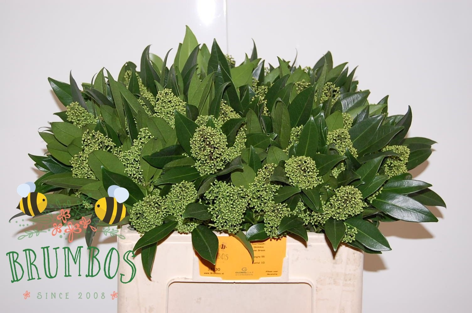 Skimmia Confusa Kew Green 50cm