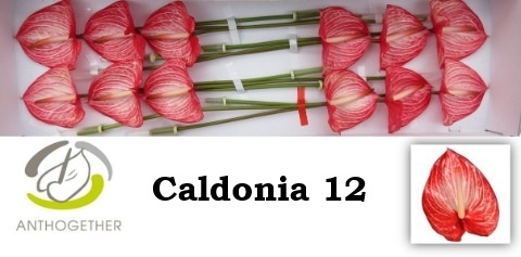 Anthurium Caldonia 13Ø