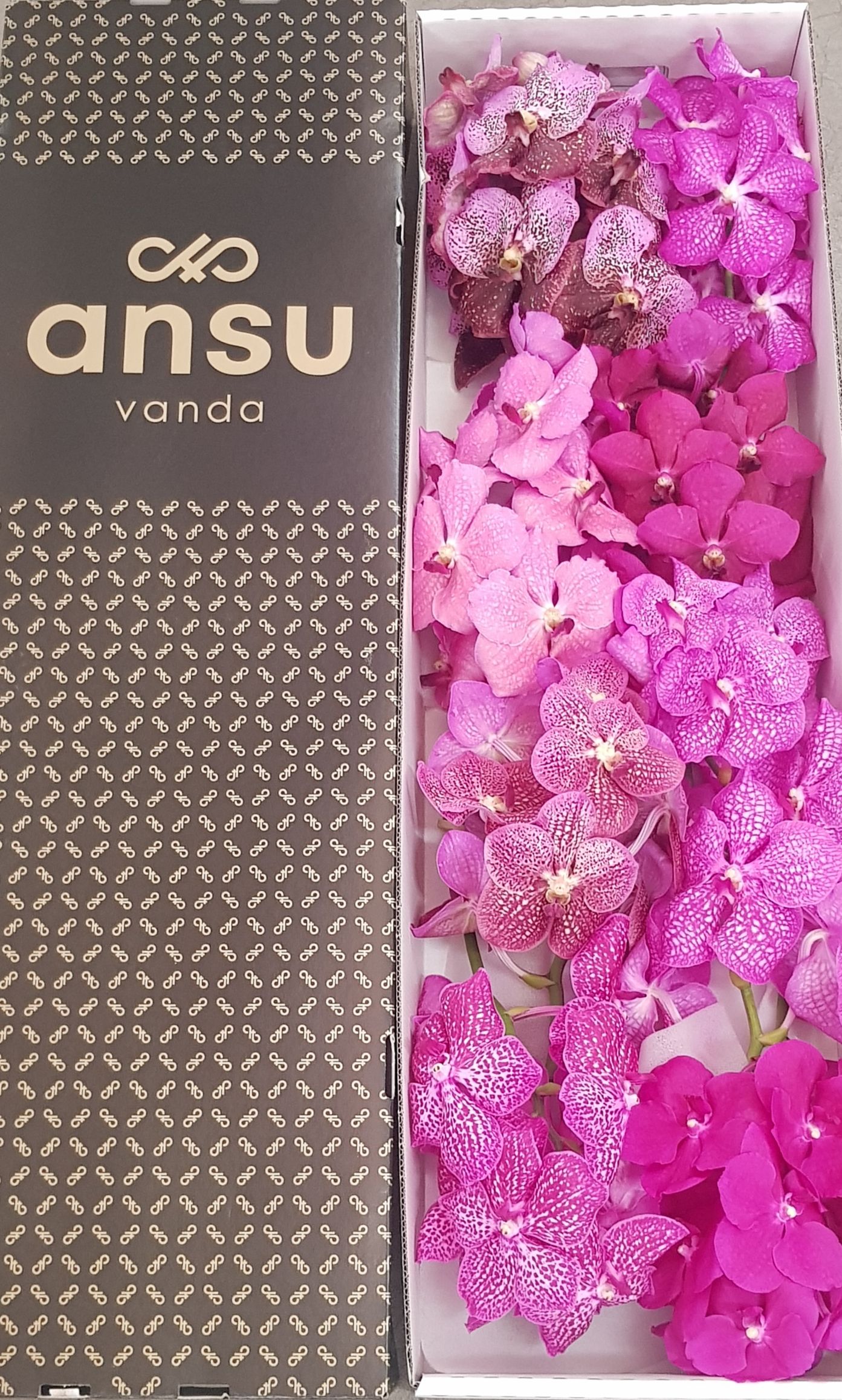 Vanda T Gemengd