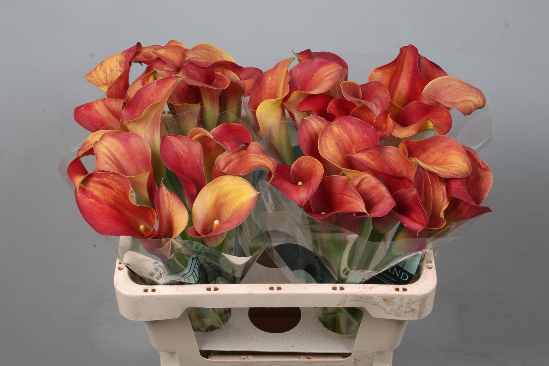 Calla Capt Trinity 55cm