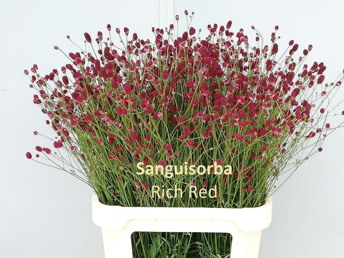 Sang Of Cayenn R Red 80cm
