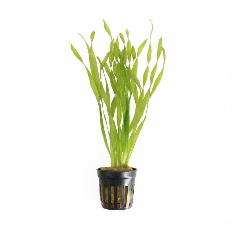 Vallisneria asiatica
