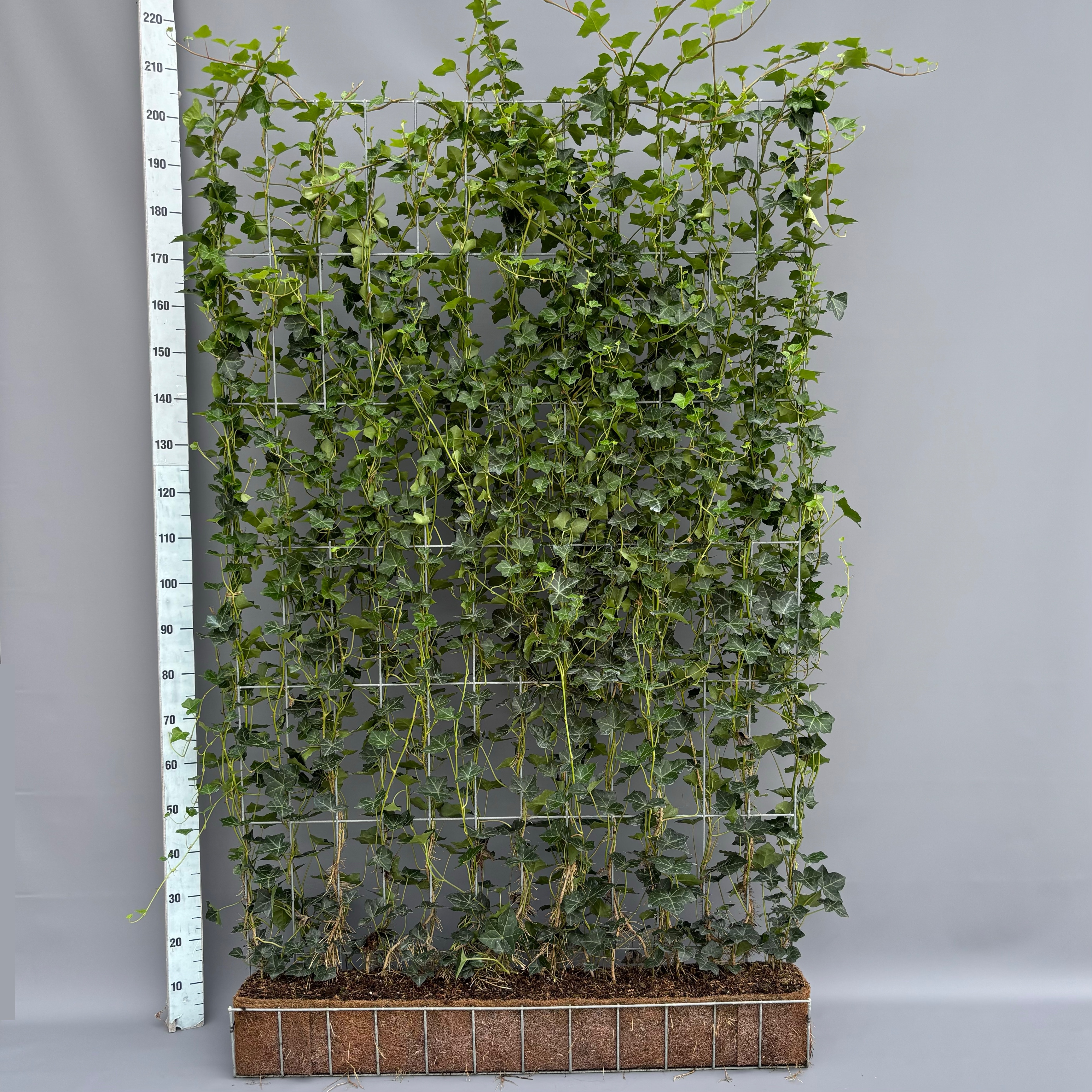 Picture of Hedera hibernica Vertical rack 120x200cm 200CM