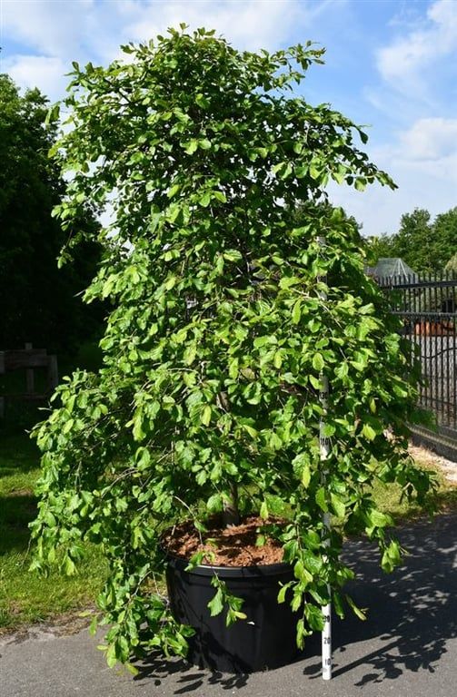 Parrotia persica 'Pendula'