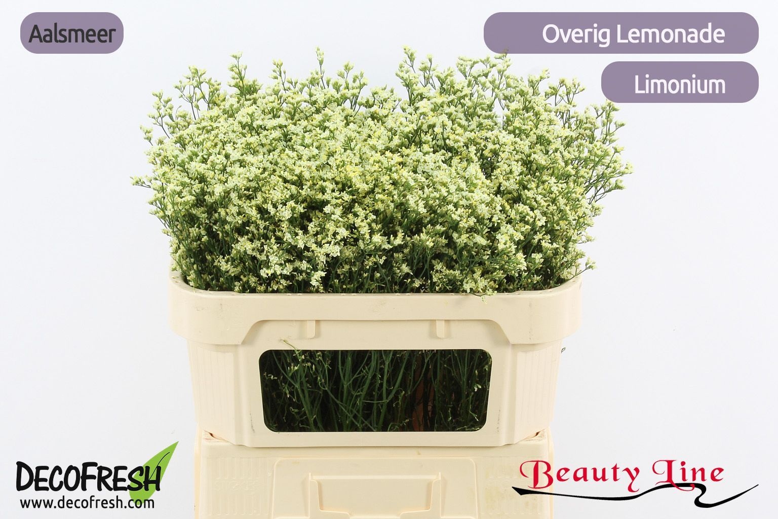 Limonium Sin Lemonade 70cm 16gram