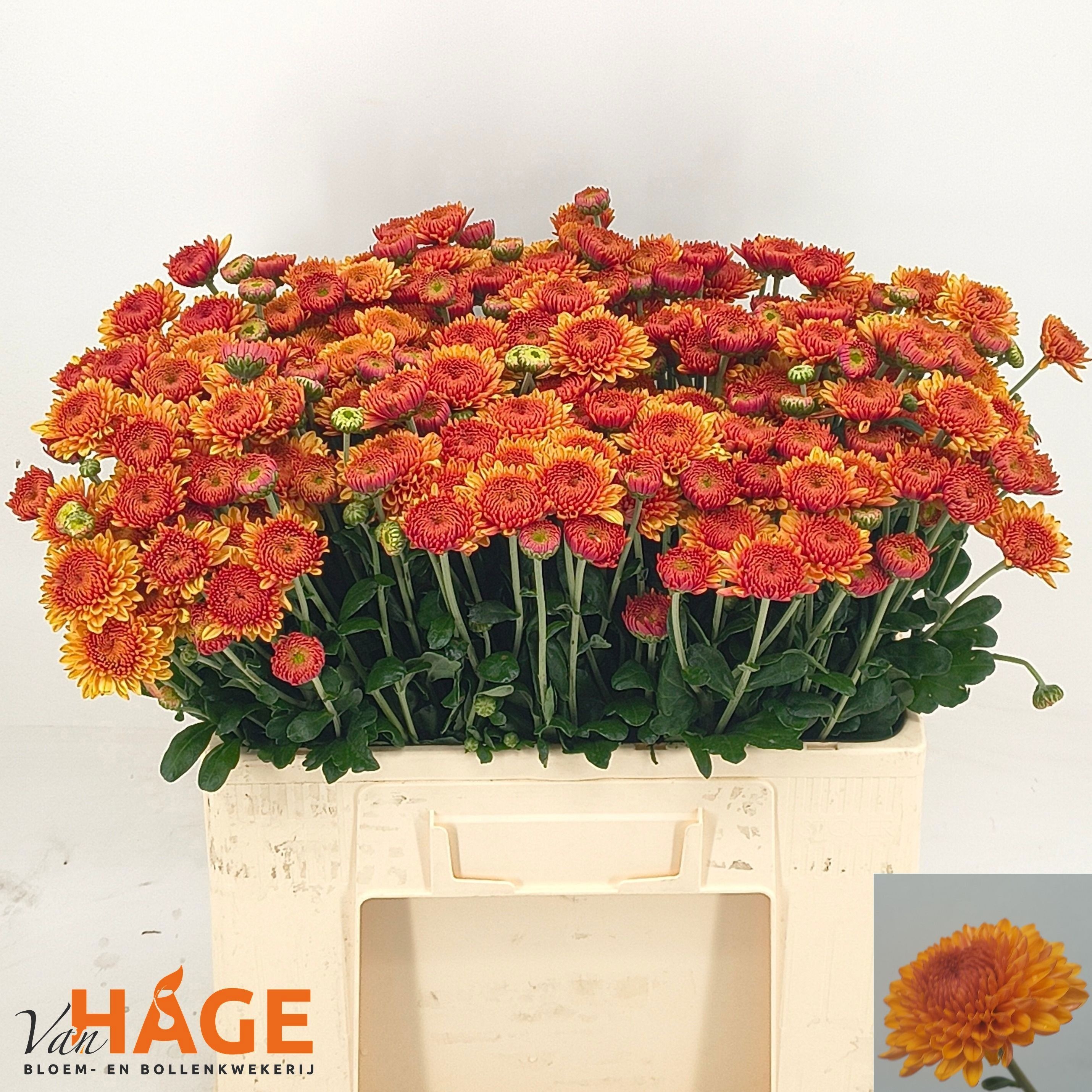 Chr T Bella 55L.cm 50gram 23bloei