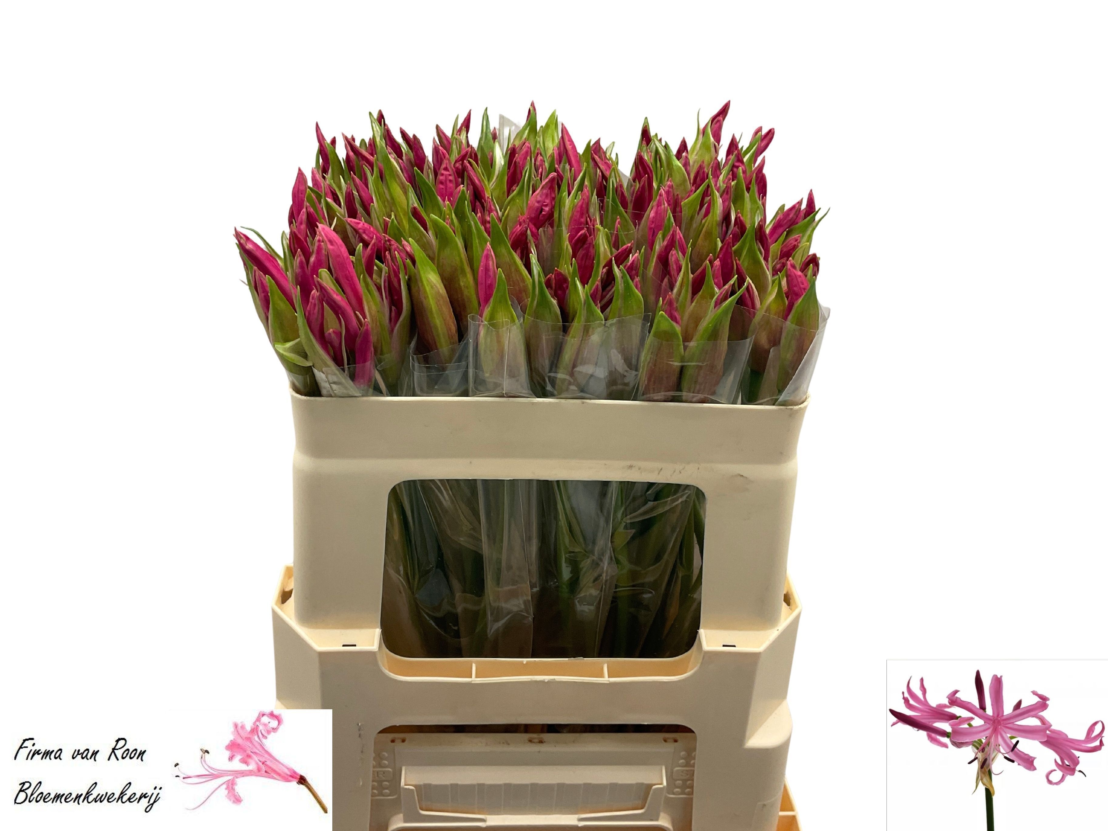 Nerine Ras Van Roon 50cm