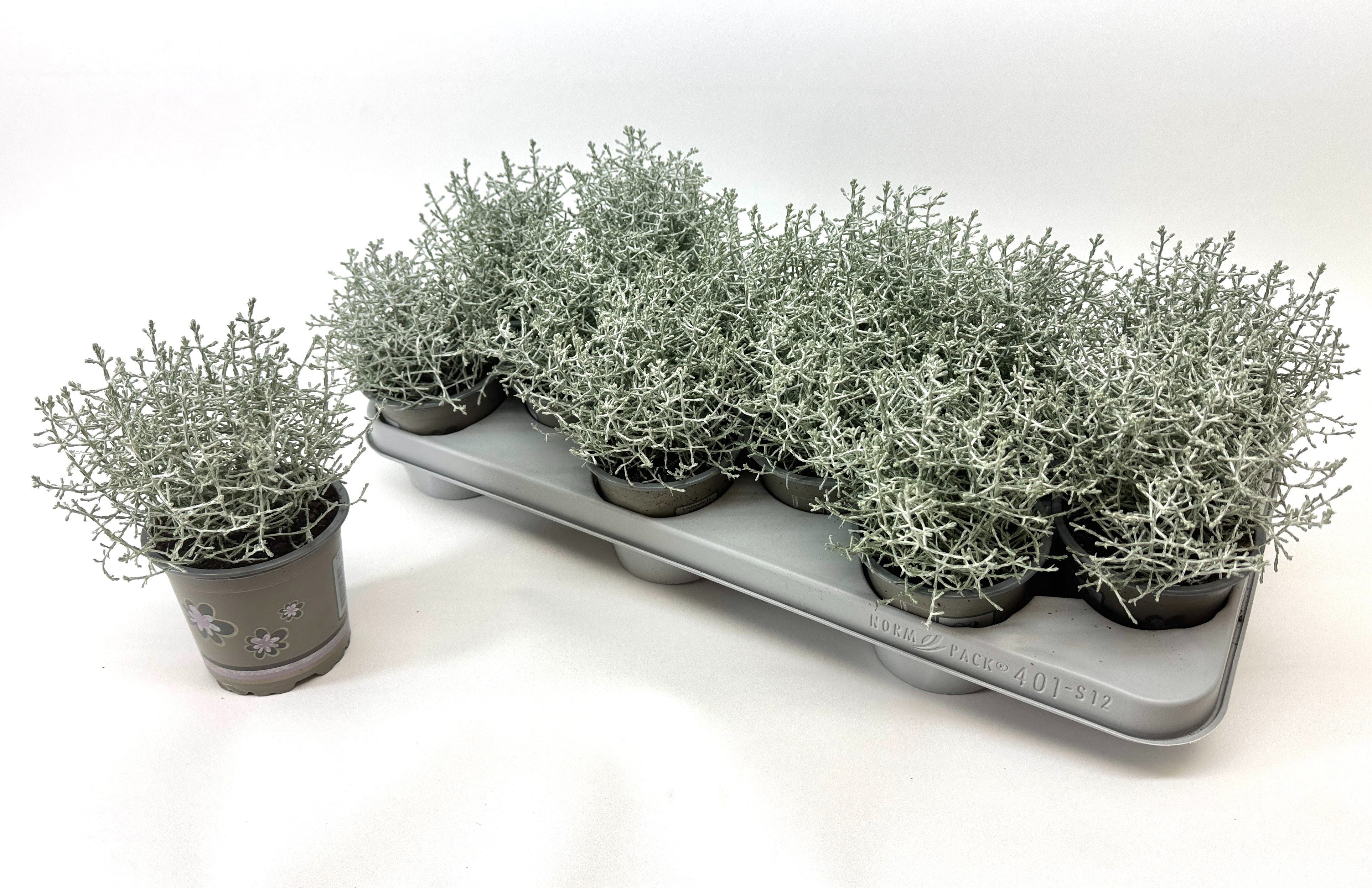 Leucoph Brownii 11P 20H