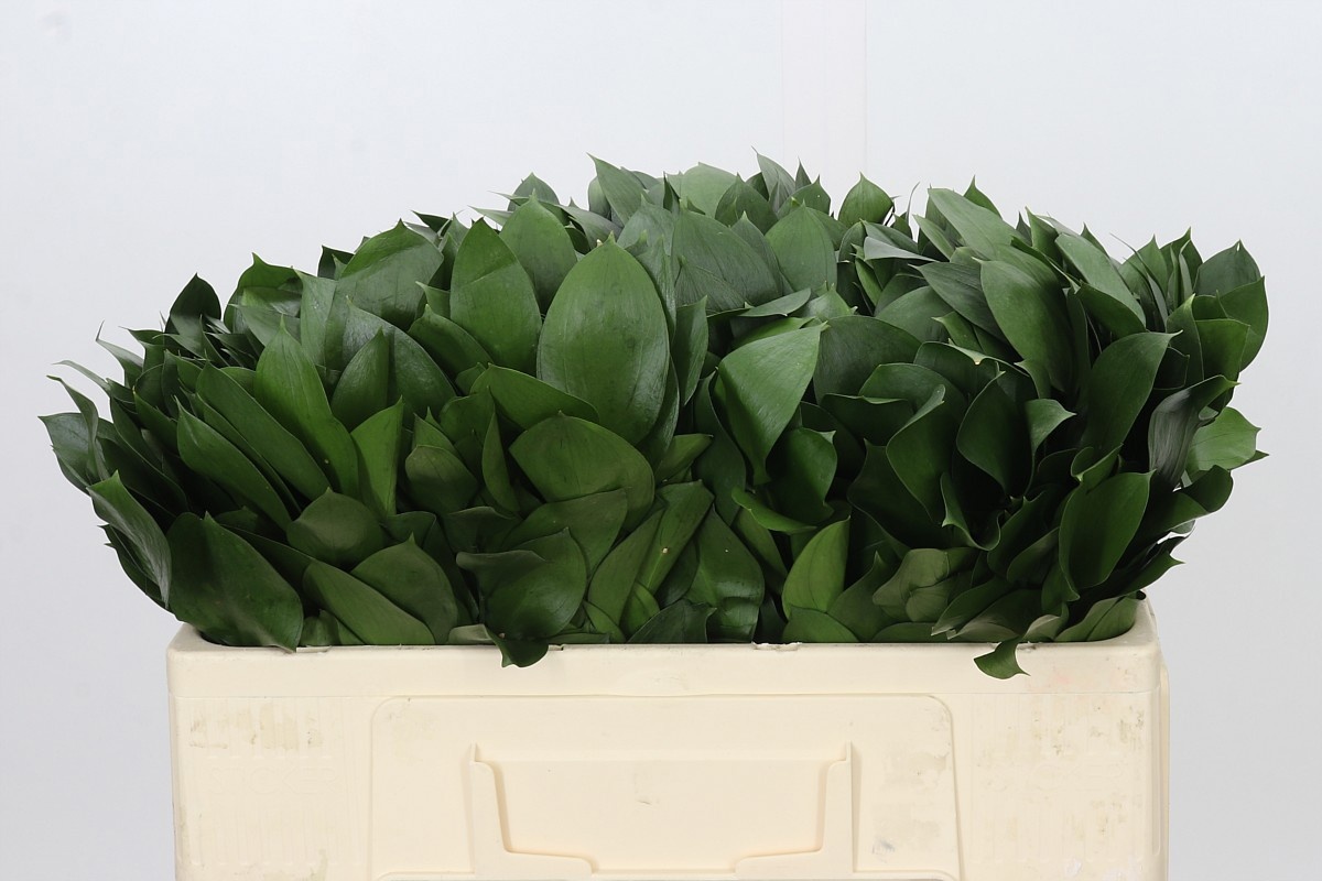 Ruscus Hypophyllum 50L.cm
