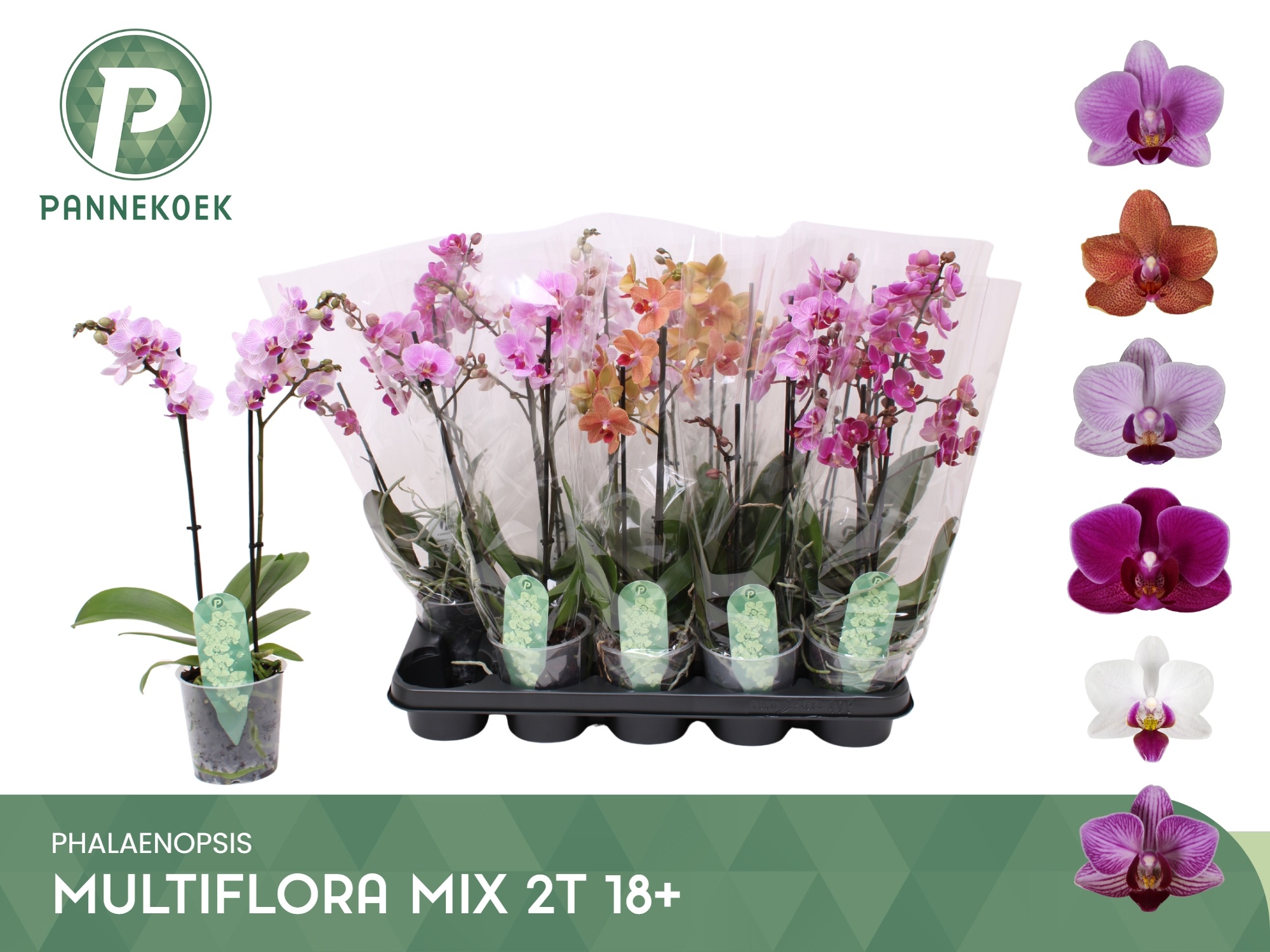 Phal Mf Gem 5 Kl 12P 50H 2TAK 18bloem 33bloei