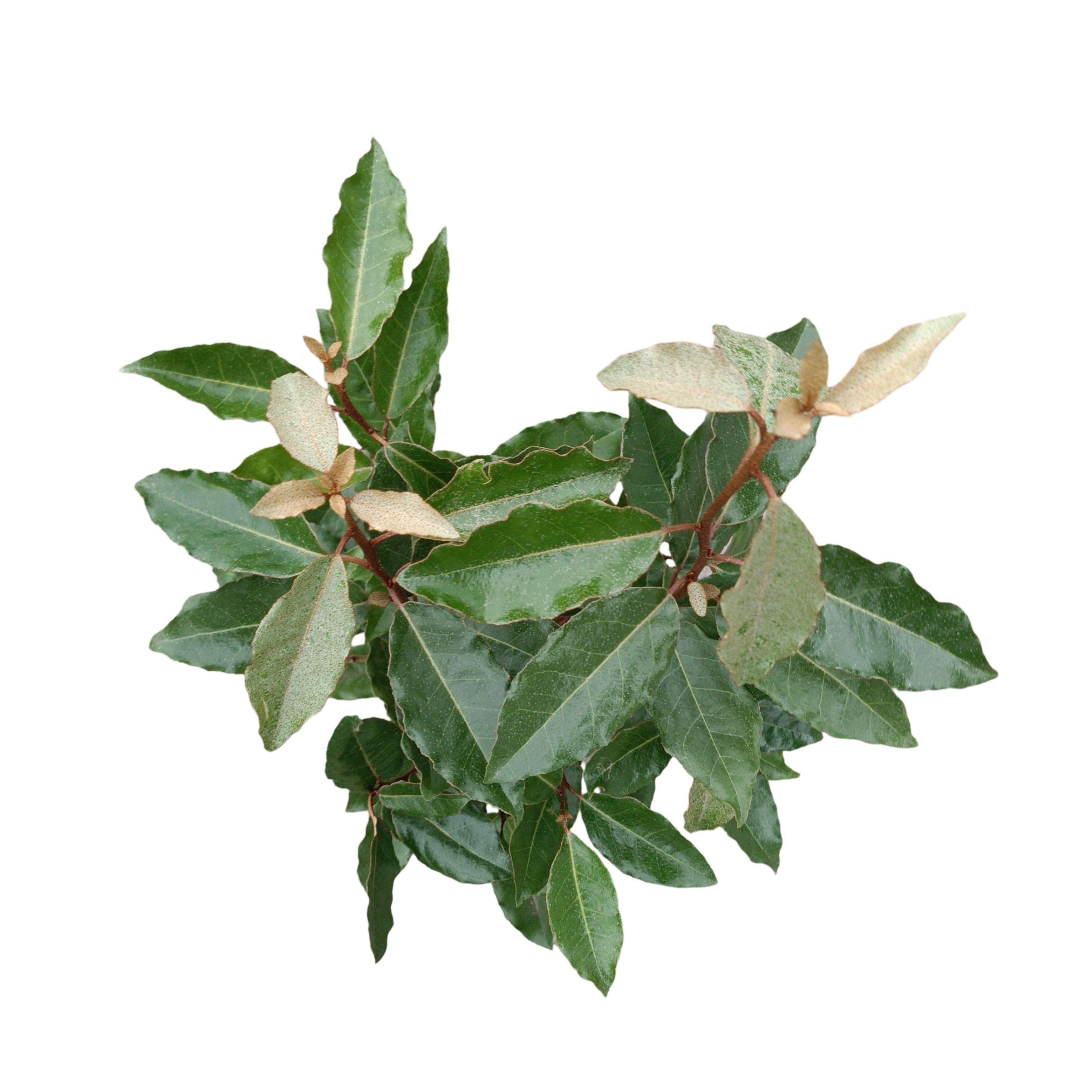 Picture of Elaeagnus ebbingei 'Compacta' C2