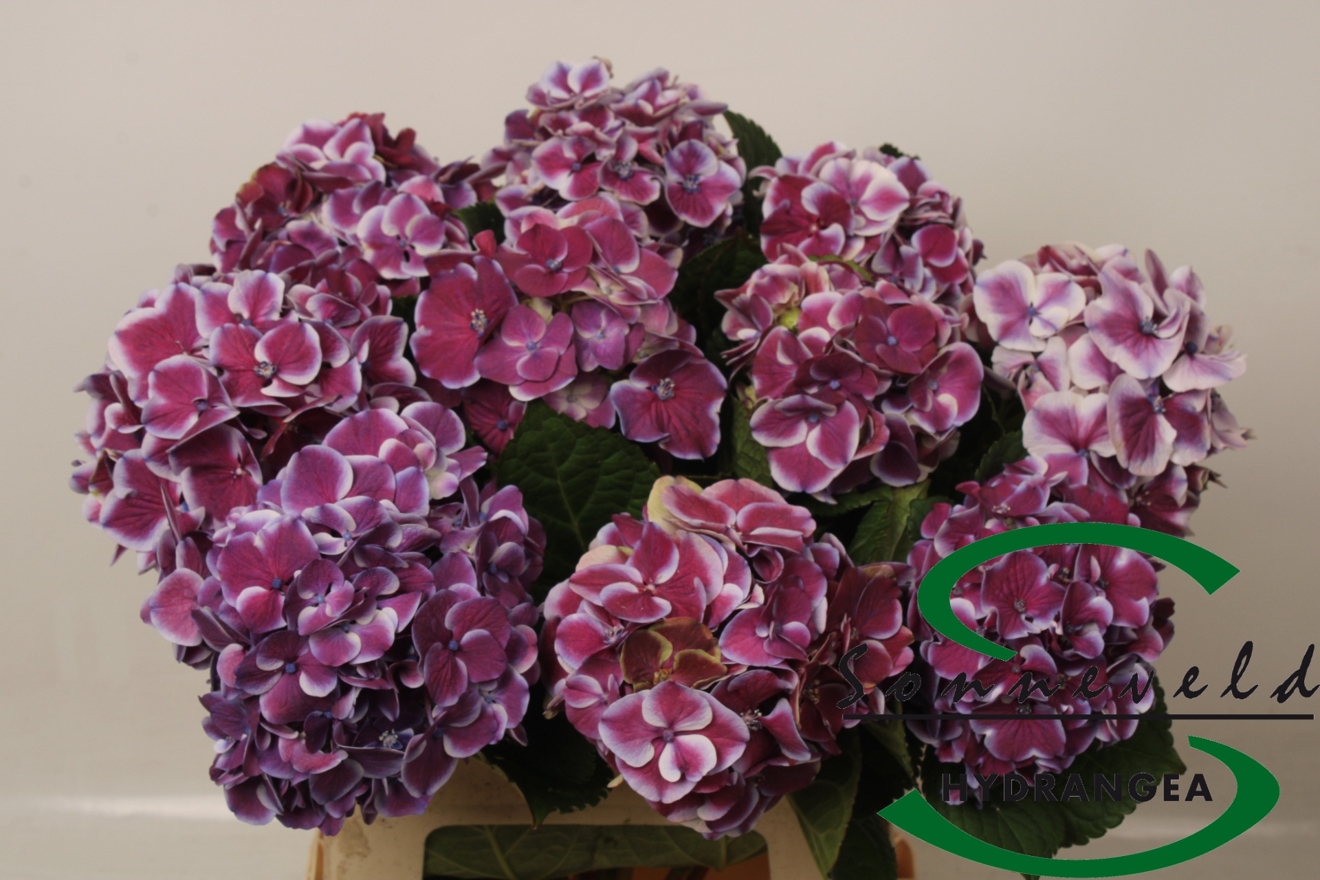 Hydrangea Red Harlequin Blue 60cm 13Ø