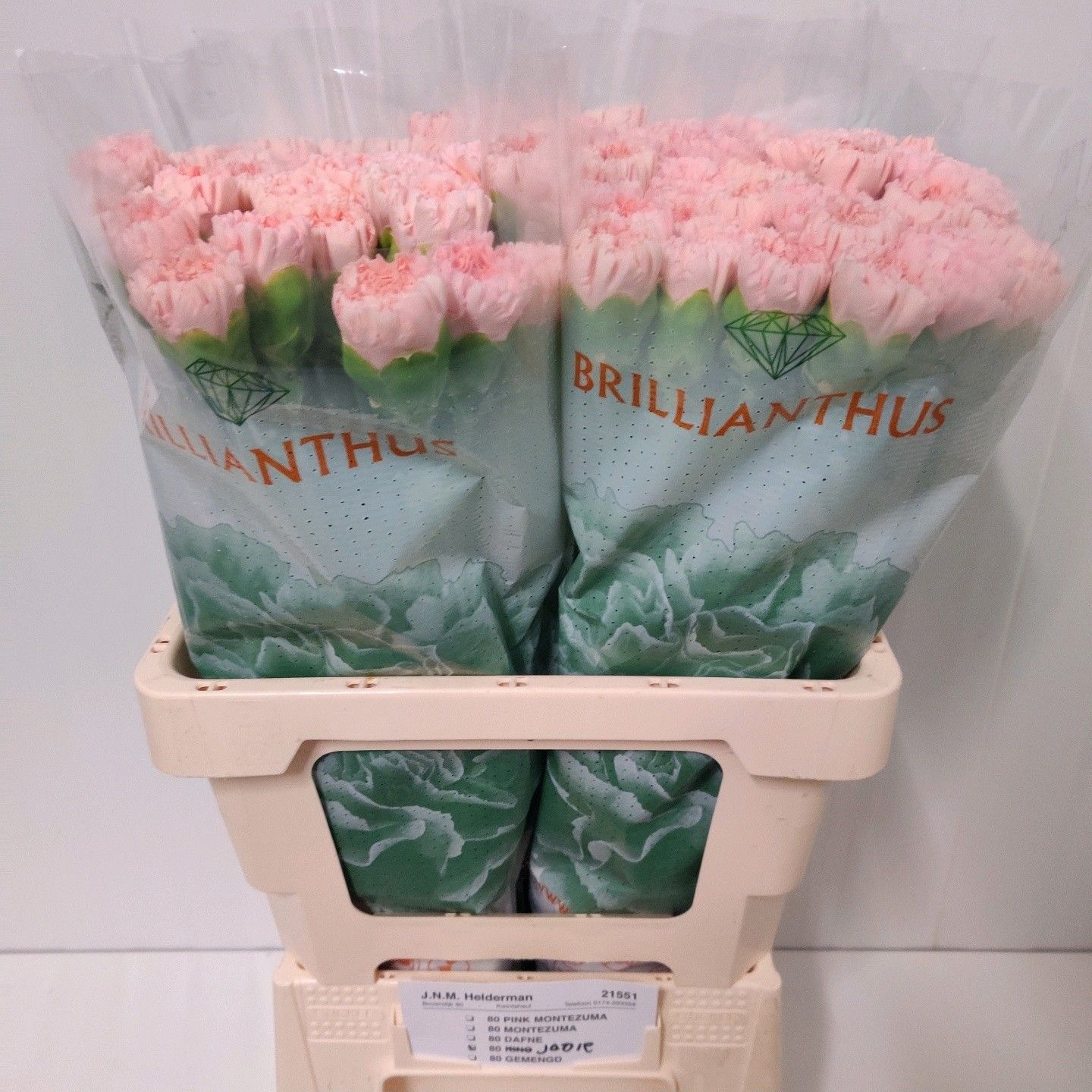 Dianthus St Jodie 60cm