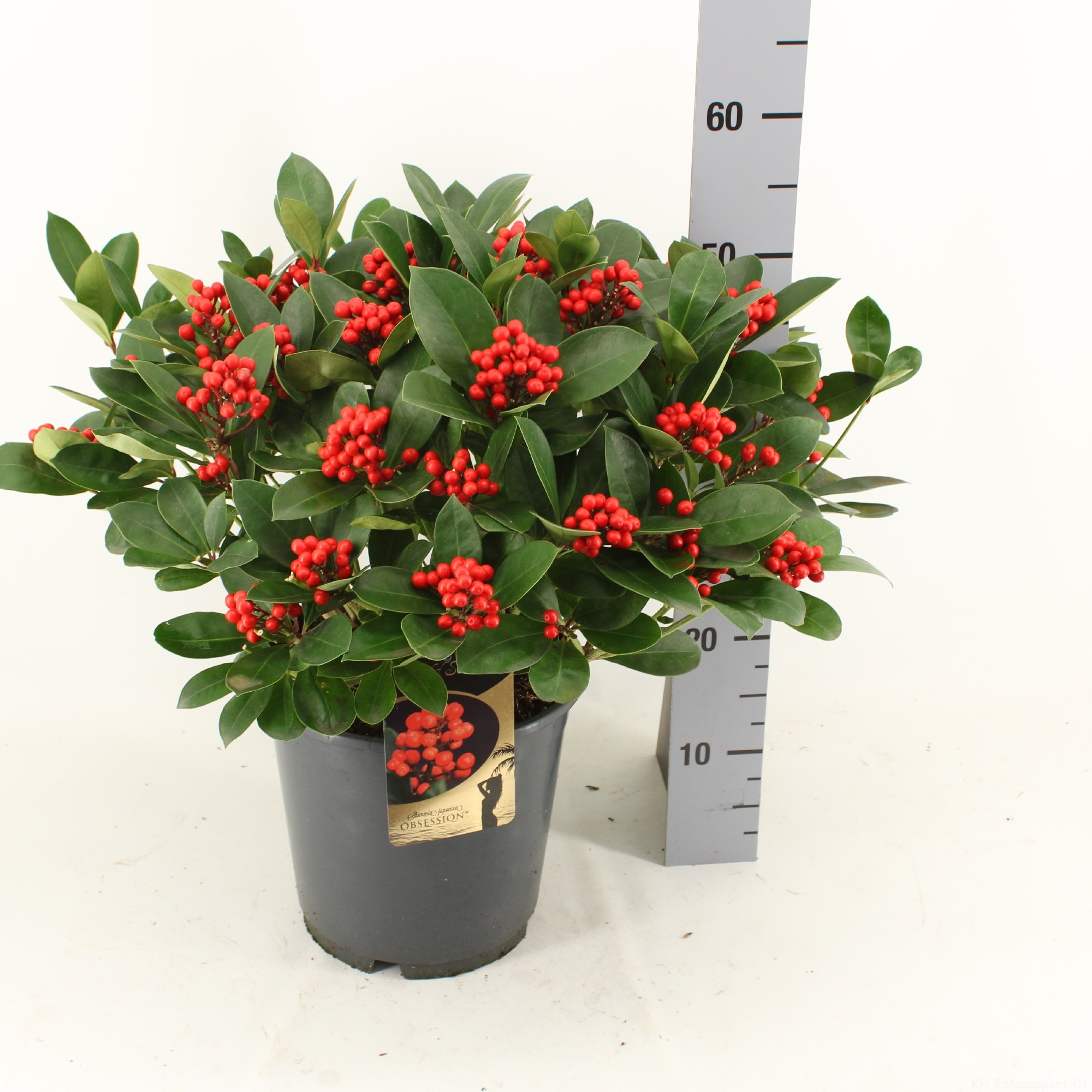 Picture of Skimmia japonica OBSESSION ® P24 (LOOSE)